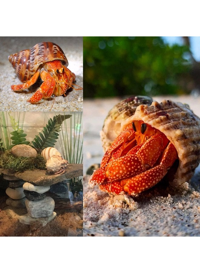 4 Shell Hermit Crab Set Assorted for Medium to Large Hermit Crabs (2.5"-4" size / 1"-1.5" opening) - Hand-Picked/Quality-Inspected Hermit Crab Shells - Image 5