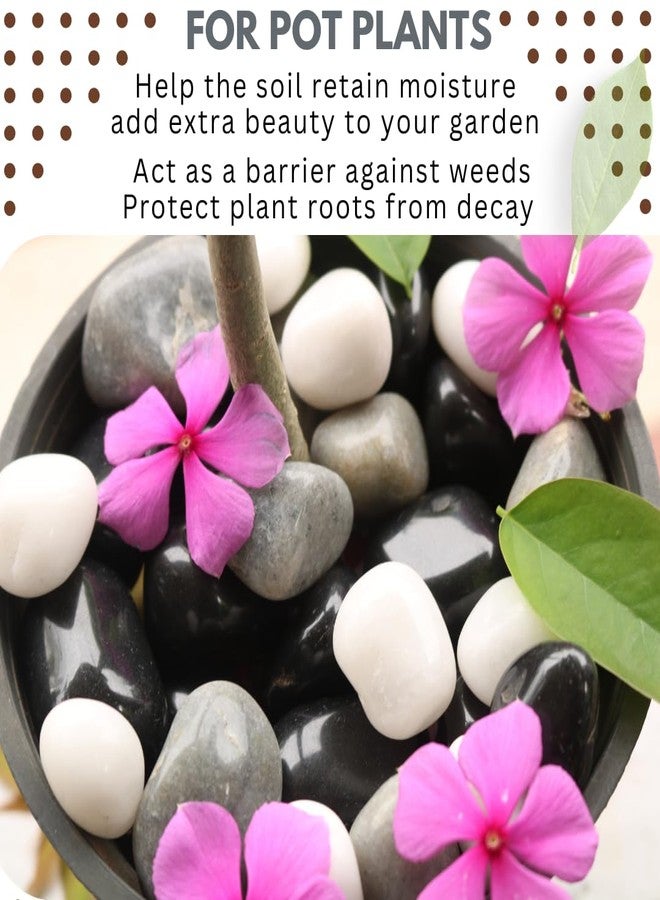 Wowtag Black,White and Grey Combo Polished Pebbles, 2-4 CM,1.95 KG, for Plant pots, Aquarium, Garden, Home Decoration, Vase Filler, Craft Work - Image 2