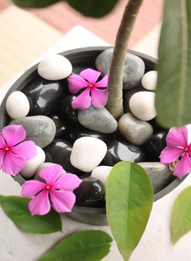 Wowtag Black,White and Grey Combo Polished Pebbles, 2-4 CM,1.95 KG, for Plant pots, Aquarium, Garden, Home Decoration, Vase Filler, Craft Work - Image 4