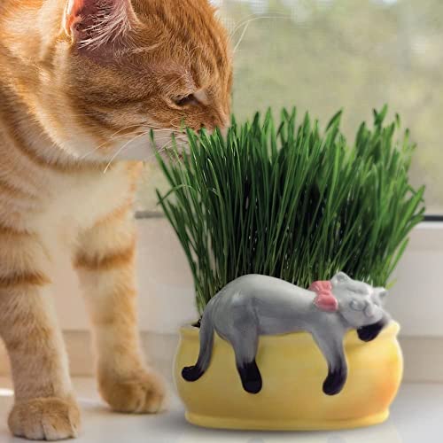 Chia Pet Kitty Cat Grass, Decorative Pottery Planter, Easy to Do and Fun to Grow, Novelty Gift, Perfect for Any Occasion - Image 3