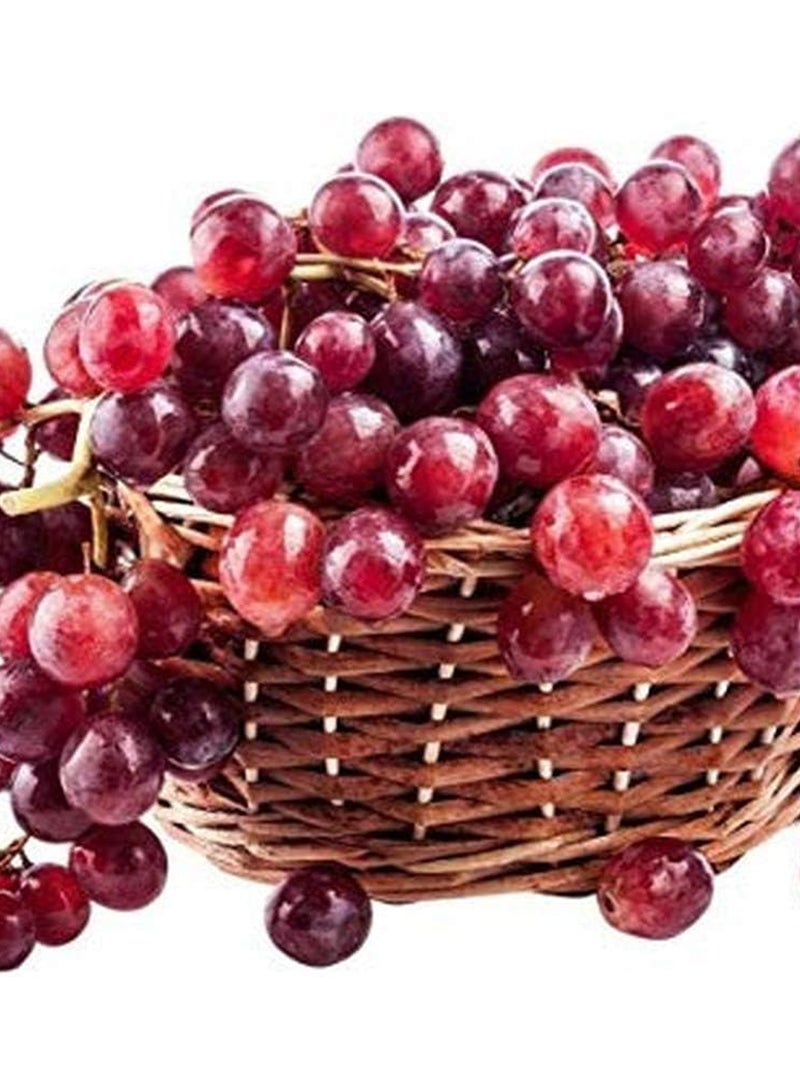 GGOOT 100Pcs Grape Seeds  - Image 1