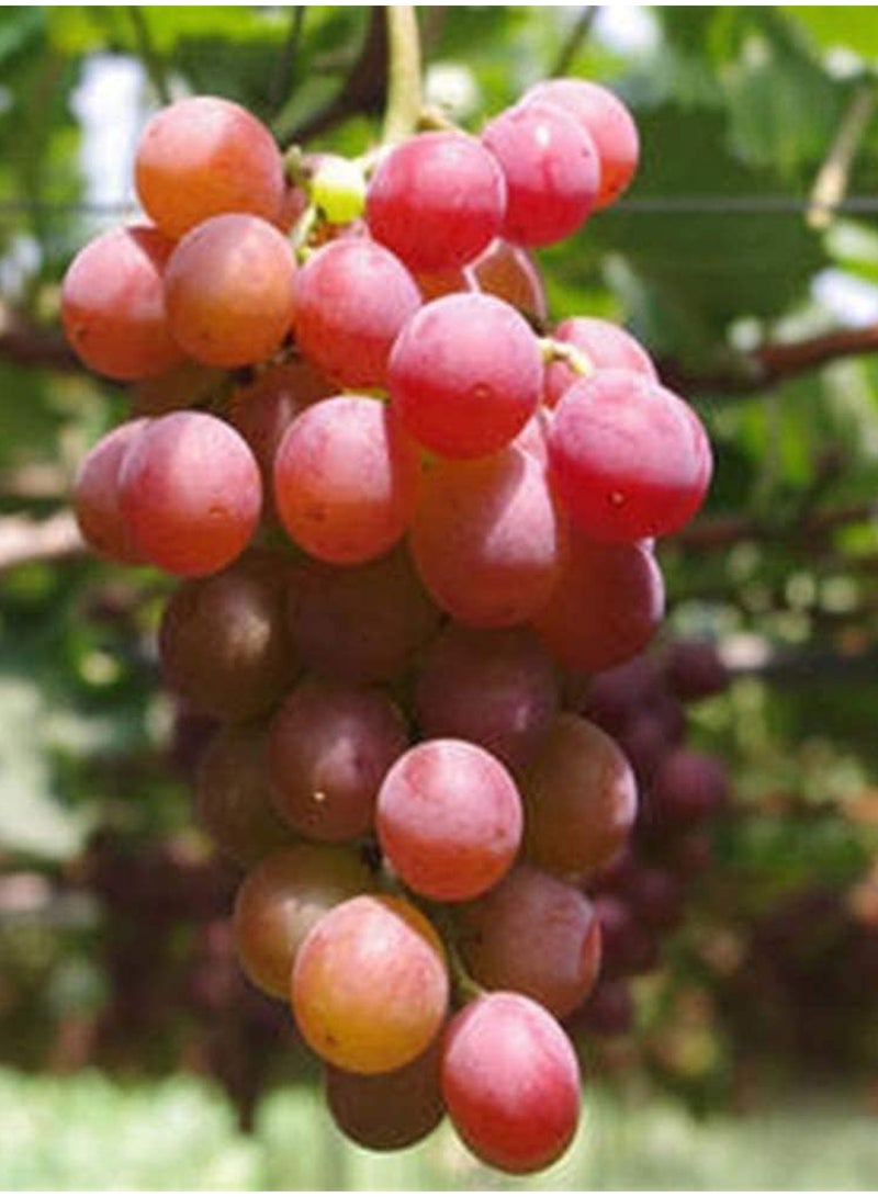 GGOOT 100Pcs Grape Seeds  - Image 4