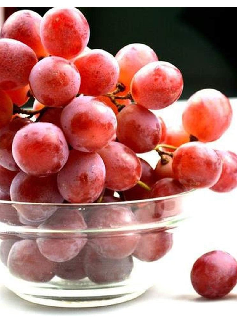GGOOT 100Pcs Grape Seeds  - Image 2
