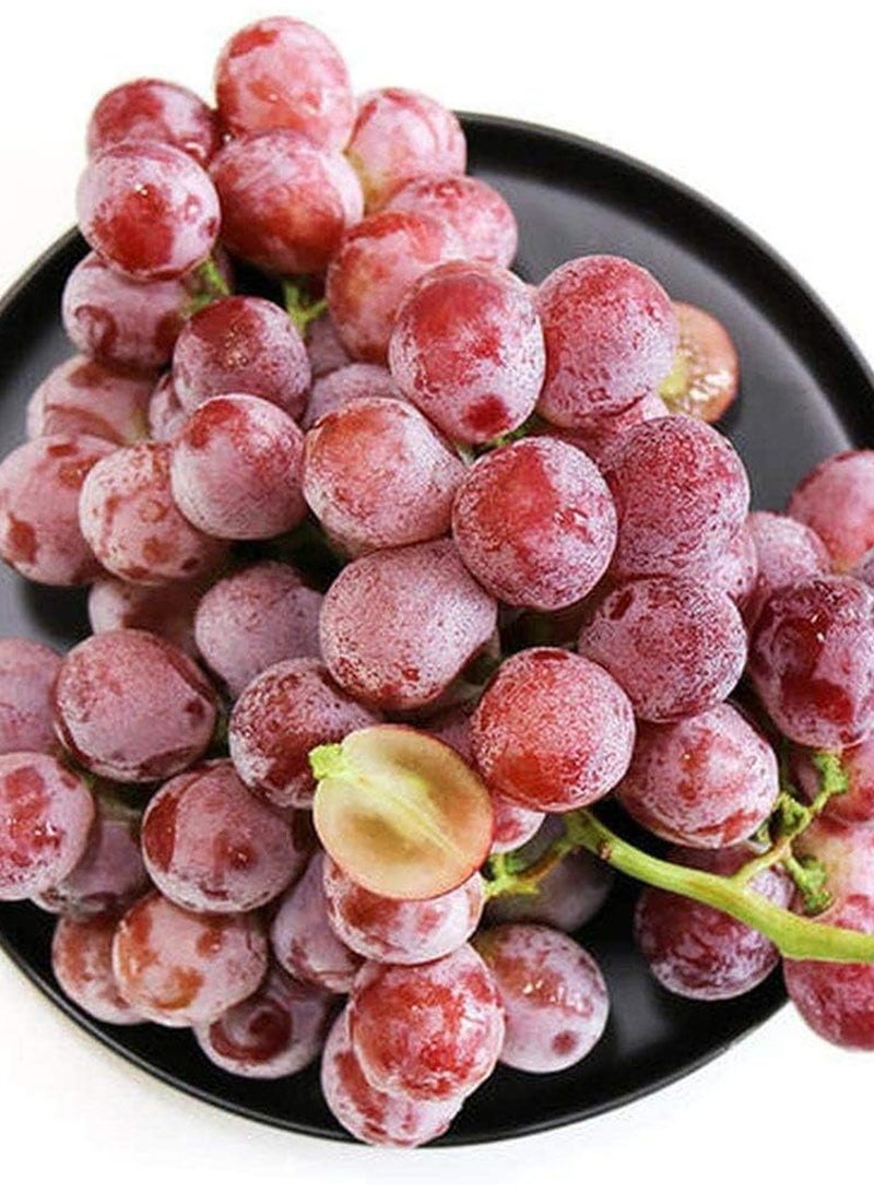 GGOOT 100Pcs Grape Seeds  - Image 3