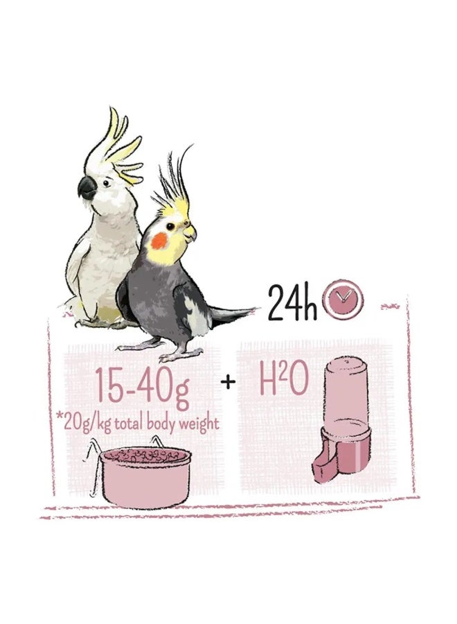 ويت مولين ببغاء كبير الحجم وكوكاتو [الوزن - 2 كجم] - Image 3