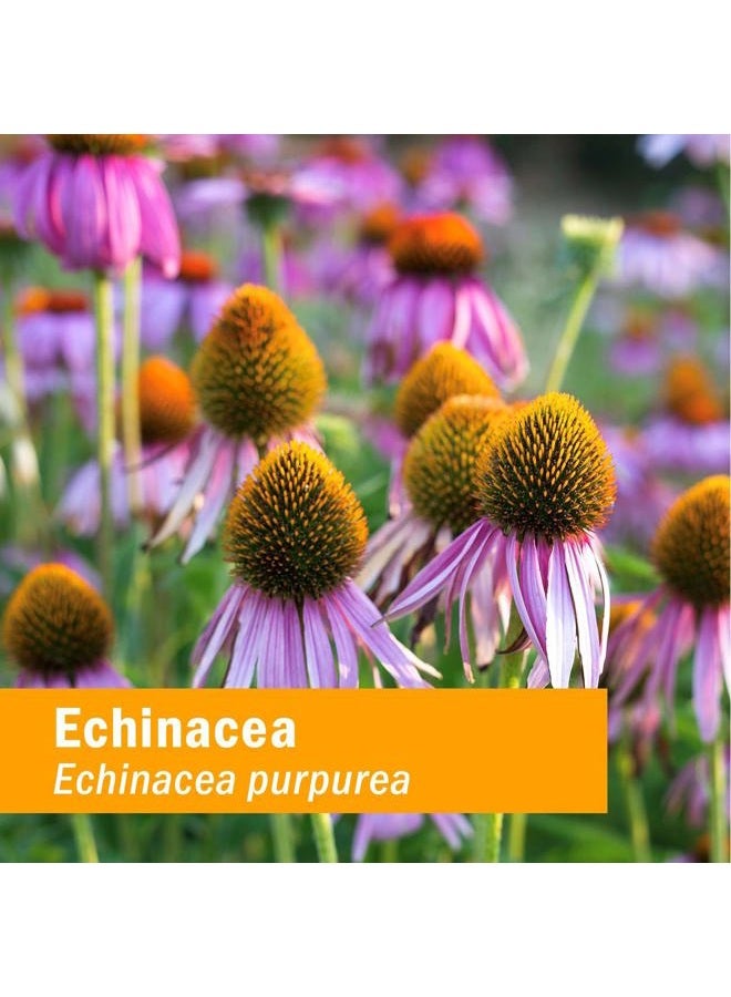 HERB PHARM Certified Organic Super Echinacea Liquid Extract for Active Immune System Support - 4 Oz - Image 3