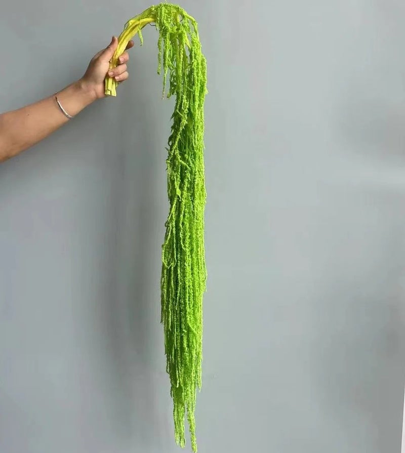 Bluejw New Color Amaranth Dried Plants – Natural Preserved Hanging Amaranthus for High-Quality Wedding Bouquet & Floral Decoration - Image 1
