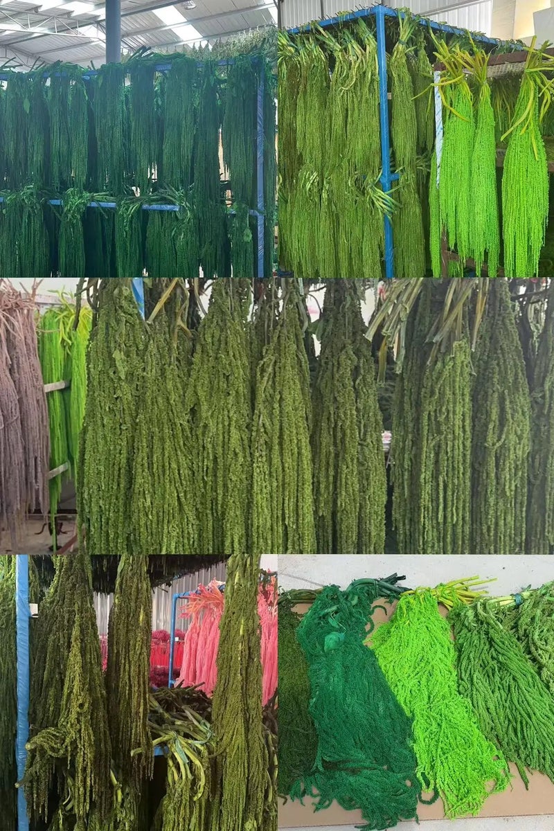 Bluejw New Color Amaranth Dried Plants – Natural Preserved Hanging Amaranthus for High-Quality Wedding Bouquet & Floral Decoration - Image 3