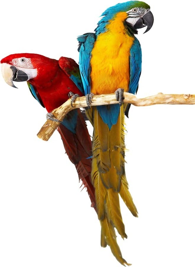 BIRDIE'S مجموعة بذور دوار الشمس من بيردي (للطيور الكبيرة) 750 غرام + 1 كيلوغرام من بذور القرطم للطيور (طيور الحب، الببغاوات الأسترالية، الكوكاتيل، الببغاء الصغير، الكونيور، الكوكاتو، المكاو، والرمادي الأفريقي)، طبيعية 100% وخالية من المواد الكيميائية، مناسبة لجميع مراحل حياة الطيور. - Image 5