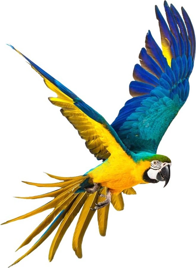 BIRDIE'S مجموعة بذور دوار الشمس من بيردي (للطيور الكبيرة) 750 غرام + 1 كيلوغرام من بذور القرطم للطيور (طيور الحب، الببغاوات الأسترالية، الكوكاتيل، الببغاء الصغير، الكونيور، الكوكاتو، المكاو، والرمادي الأفريقي)، طبيعية 100% وخالية من المواد الكيميائية، مناسبة لجميع مراحل حياة الطيور. - Image 4