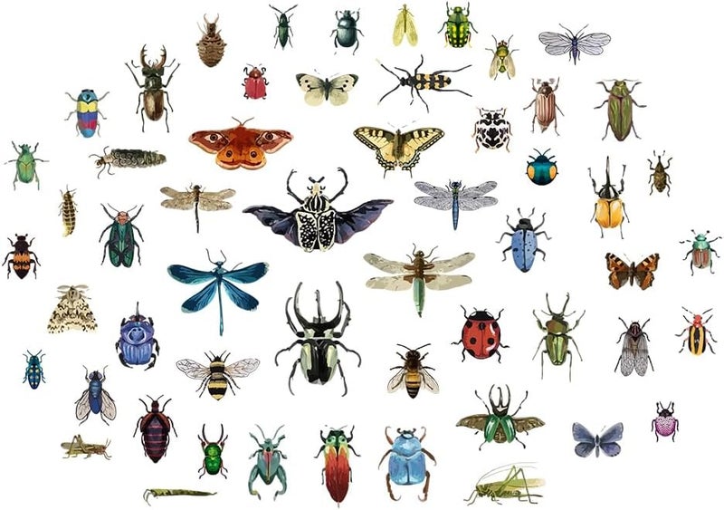 SUPERDANT Vintage Insects Scrapbook Wall Sticker Taxidermy Butterfly Wall Decor Moth Beetle Decal Dragonfly Grasshopper Vinyl Art Wallpaper for Biology Lab Library Kids Bedroom Decor 35x22in - Image 1
