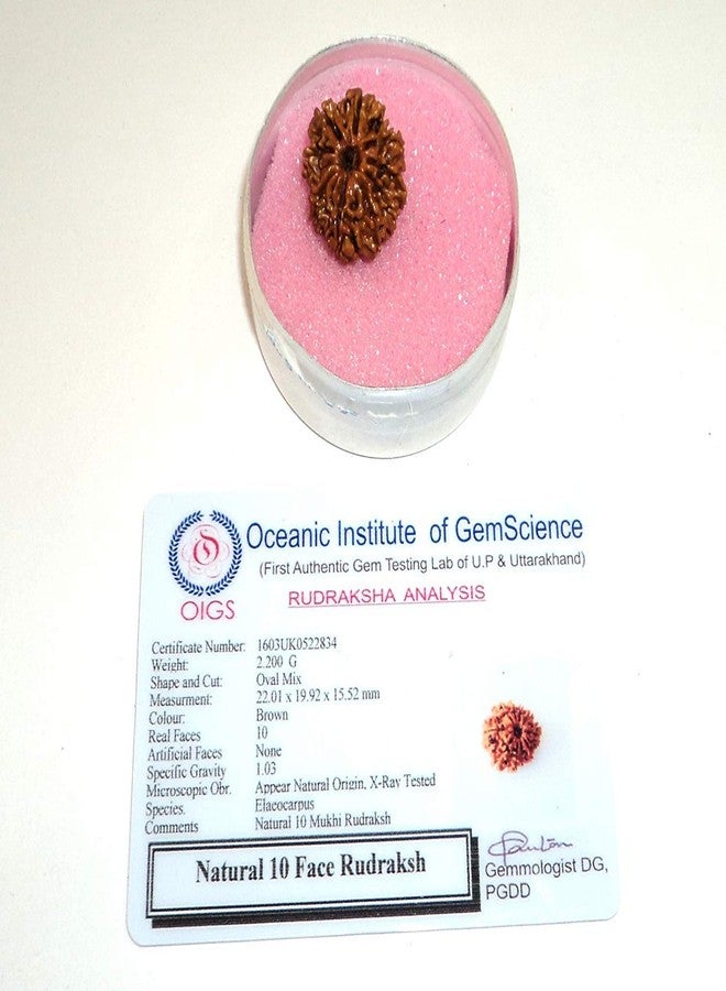 Maalavya Maaalavya 10 Mukhi Rudraksha with Certificate - Image 2