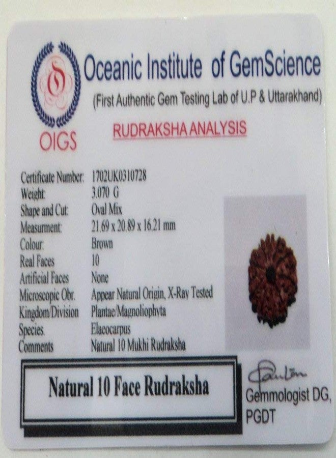 Maalavya Maaalavya 10 Mukhi Rudraksha with Certificate - Image 1