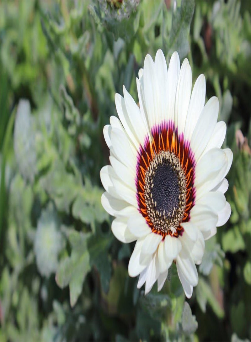 GGOOT Cape Daisy White Seeds