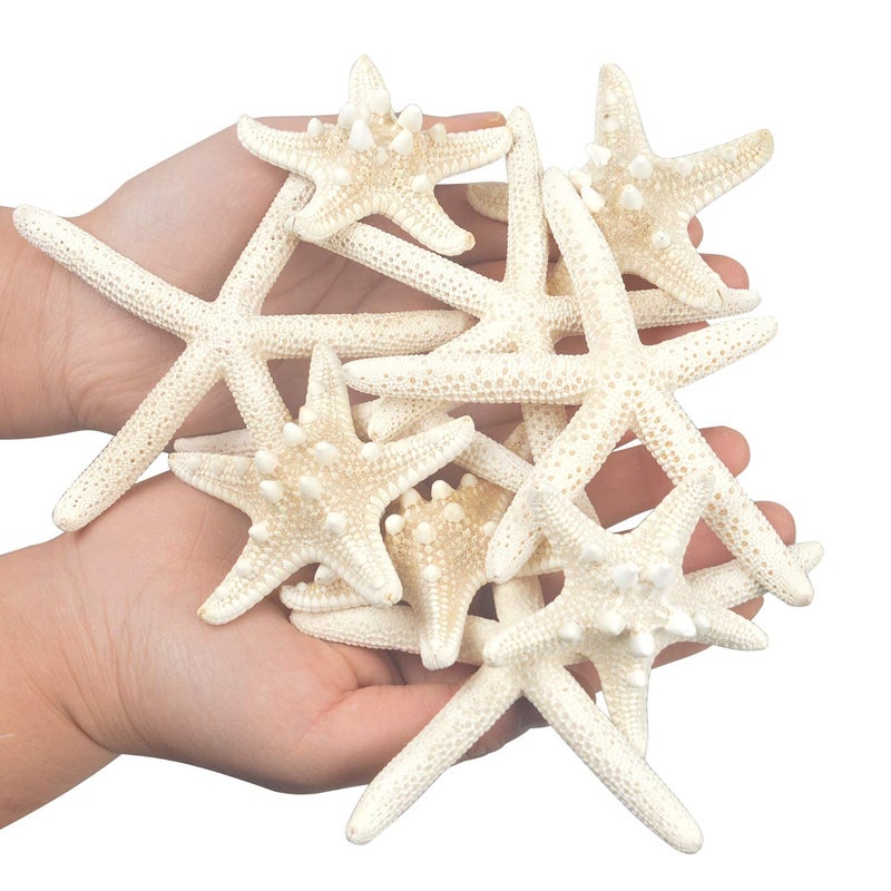 Jangostor 12 PCS Starfish 2-6 Inch Mixed Starfish Natural Seashells Starfish Star Fish Shells Decorations Perfect for Wedding Decor Beach Theme Party, Home Decorations, DIY Crafts, Fish Tank - Image 4