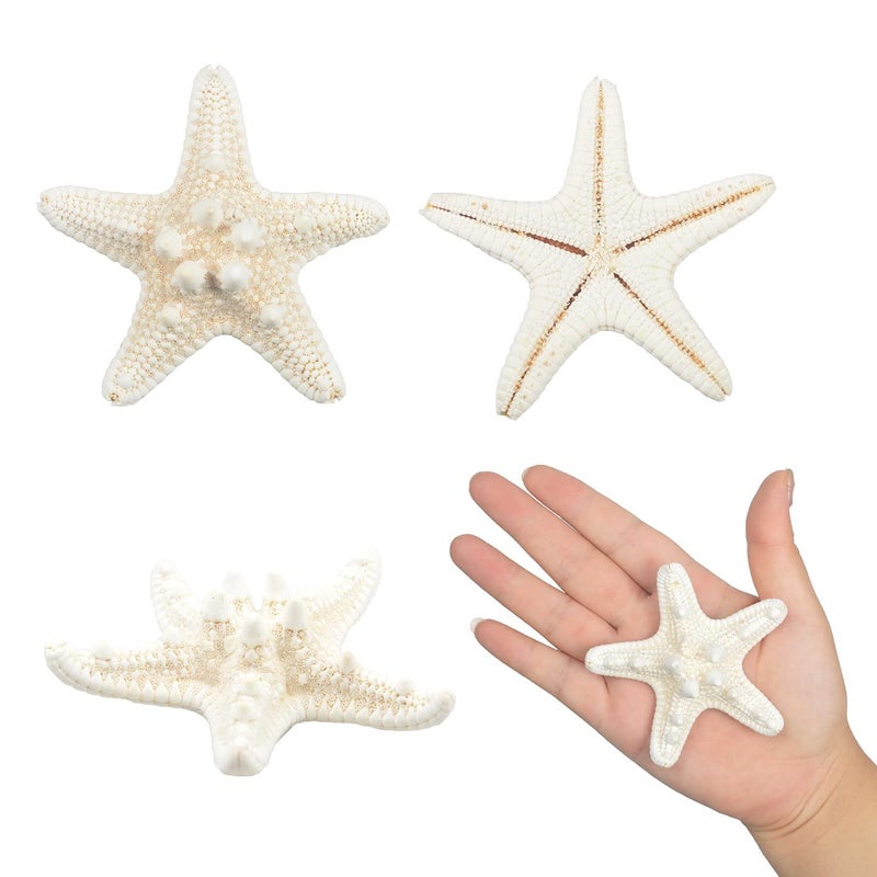 Jangostor 12 PCS Starfish 2-6 Inch Mixed Starfish Natural Seashells Starfish Star Fish Shells Decorations Perfect for Wedding Decor Beach Theme Party, Home Decorations, DIY Crafts, Fish Tank - Image 5