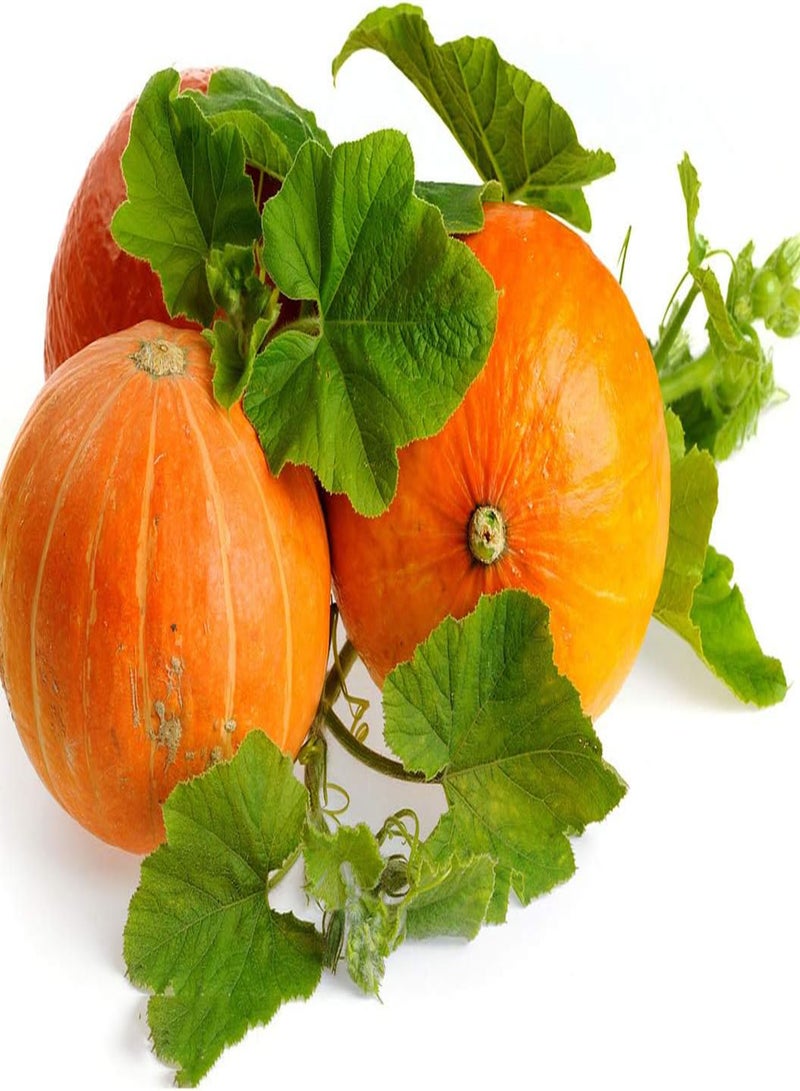 جي جوت 30 قطعة من بذور اليقطين ذات القشرة البرتقالية المستديرة غير المعدلة وراثيًا، بذور قرع تراثية منخفضة الصيانة للزراعة لا غنى عنها في الحديقة - Image 1