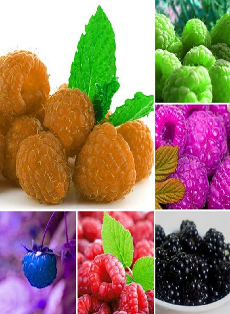 GGOOT 20pcs/pack Seed Redberry Wild Raspberry for Home&Garden Landscape Plant Seed Fruit Potted Plants Ornamental Plant - (Color: Mix)  - Image 1