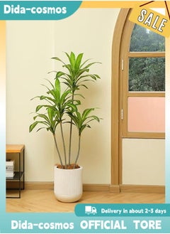 Dracaena