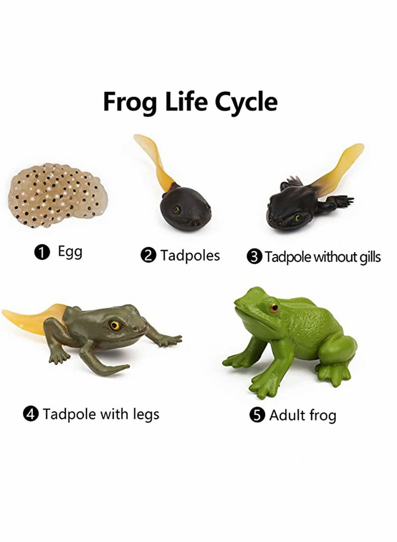KASTWAVE Frog Toys 5PCS Frog Life Cycle Figures Realistic Frog Life Stages Model Frog Life Cycle Amphibian Learning Toys  - Image 2