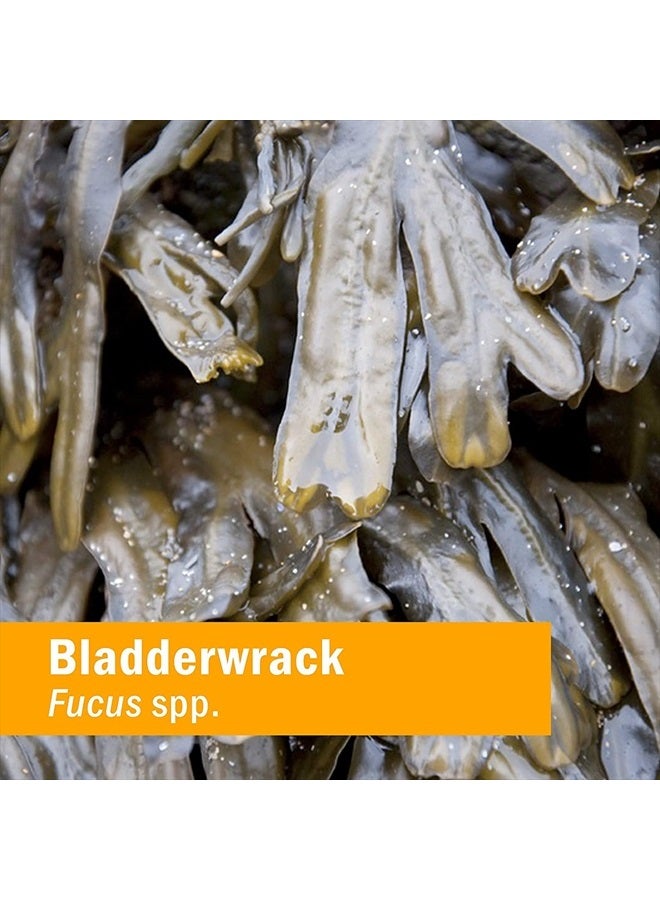 HERB PHARM Thyroid Lifter Liquid Herbal Formula for Endocrine System Support - 1 Ounce - Image 5