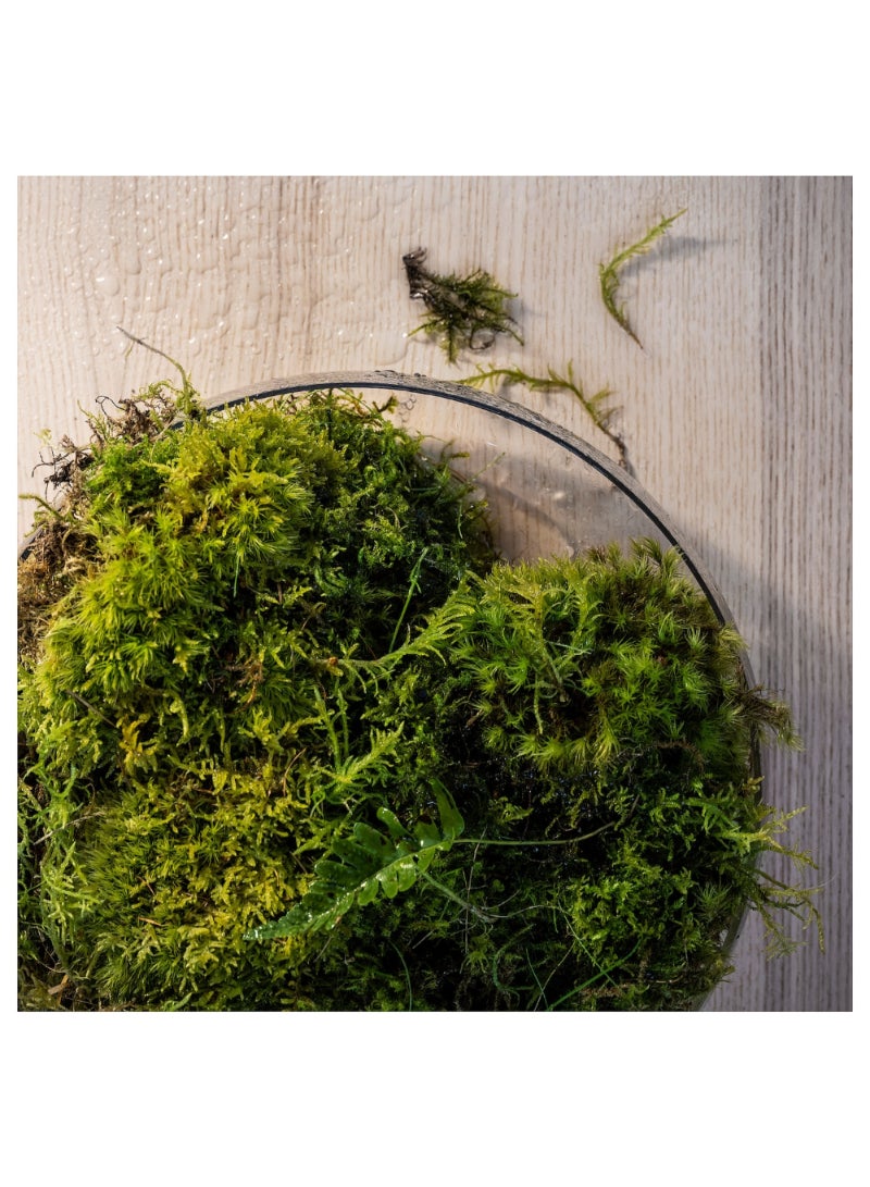 Scented Tealight Dew & Moss/Off-White 3.5 Hr/30 Pack - Image 2