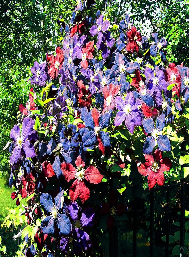 GGOOT 300 Pcs Mixed Clematis Seeds Flowers Vine Perennial Flower Garden Decor