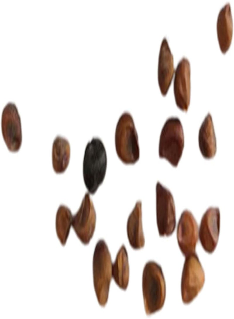 جي جوت 20 قطعة/حقيبة من بذور دايتس ثنائية اللون، مزهرة عطرية، بذور زهرة السوسن الأفريقية الصفراء الطازجة للحديقة، بذور زنبق فورتنيت - Image 1