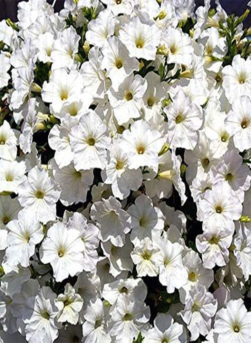 جي جوت بذور طازجة 200 قطعة بذور زهور معلقة للزراعة بيضاء