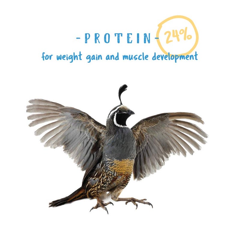 Manna Pro Gamebird & Showbird Crumbles - Premium Poultry Feed for Chickens, Ducks, Gamebirds, Turkeys & Bantams - Fortified with Vitamins & Minerals - Healthy Complete Diet - 5 lb Bag - Image 3