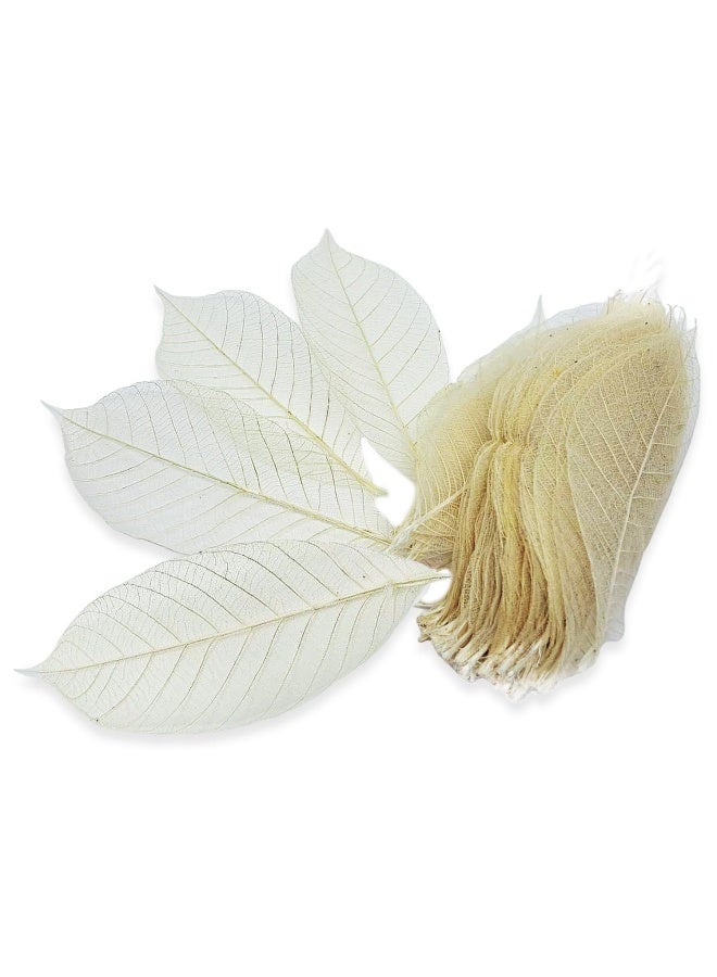 Changthai Design  100 Skeleton Leaves Rubber Tree Natural Color Scrapbooking Craft Diy Card Wedding - Image 1