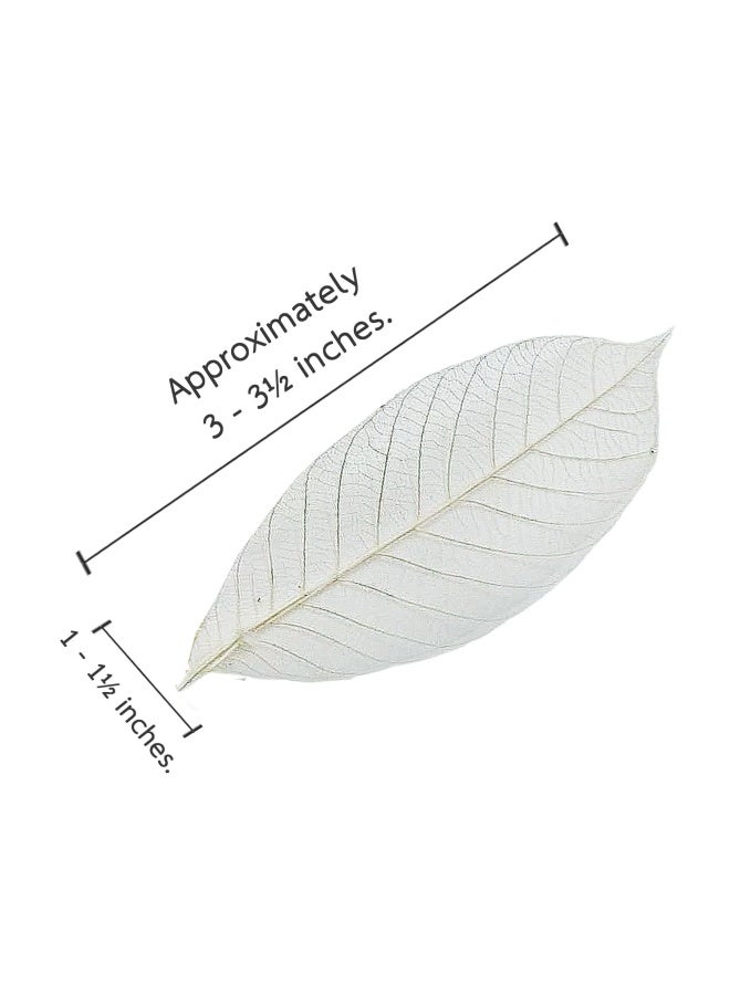 Changthai Design  100 Skeleton Leaves Rubber Tree Natural Color Scrapbooking Craft Diy Card Wedding - Image 2
