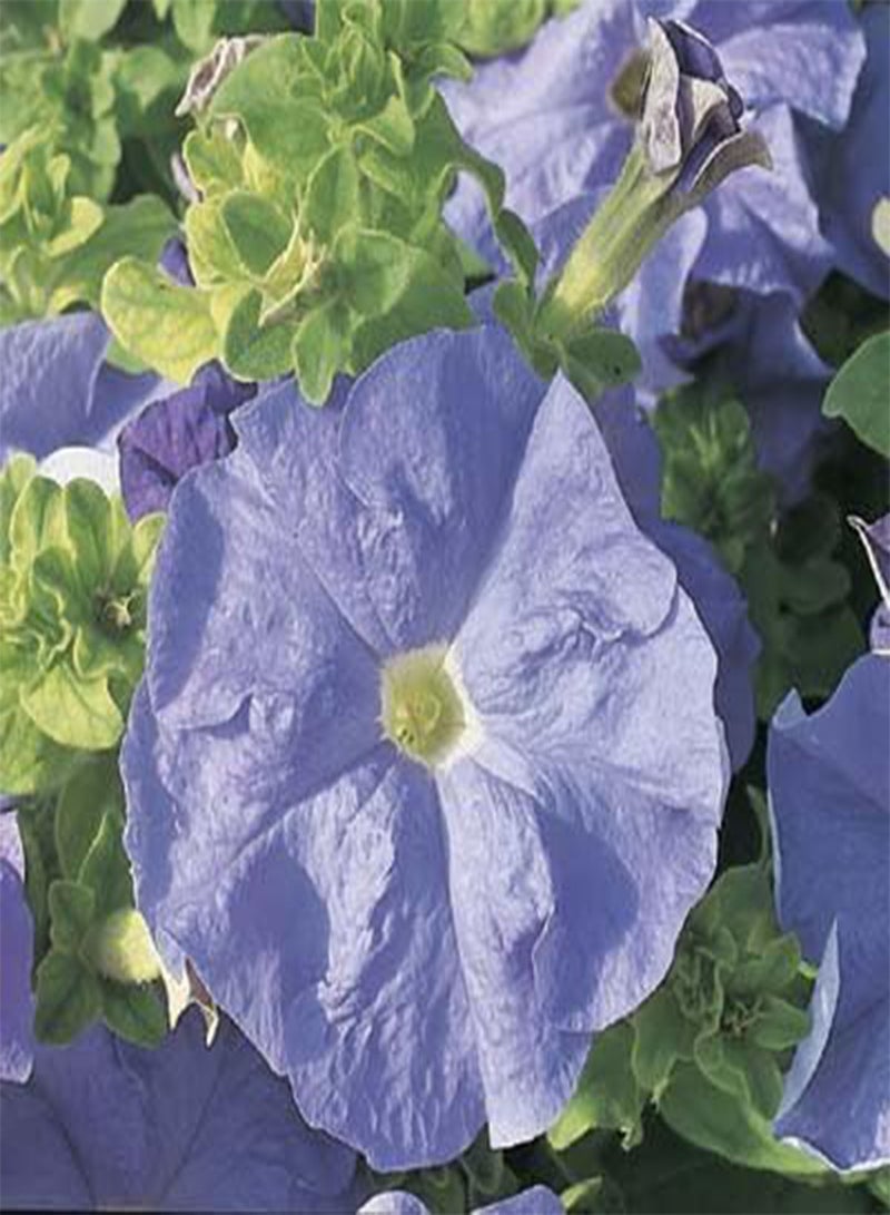 GGOOT Petunia-Single Ultra Sky Blue 200 Seeds