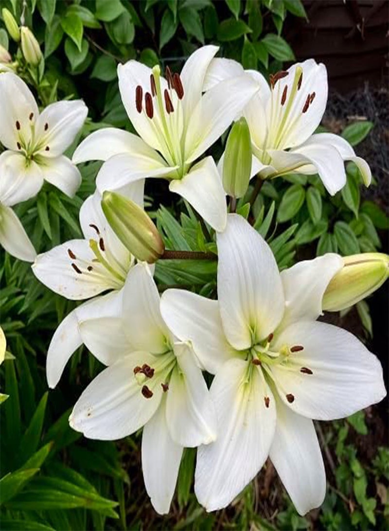 جي جوت 50 قطعة من بذور زهرة الزنبق الأبيض - Image 1