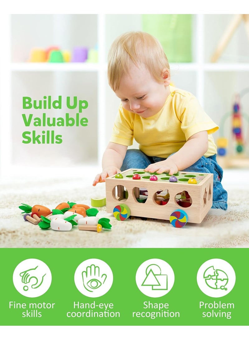 سوفام إنفانت و تودلر تورز، ودن شايب جامي "كاروت هارفيست"، Suitable Freschel Children Aged 3، أربعة، أربعة، خمسة - - Image 3