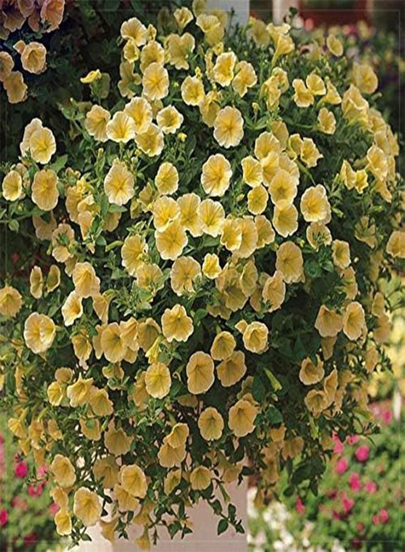 GGOOT 100 Pieces Hanging Petunia Flower Seeds Flower Sea Bonsai Petunia Seeds Garden Plants Flowers Perennial Winterhardy Shine Your Garden - Image 1
