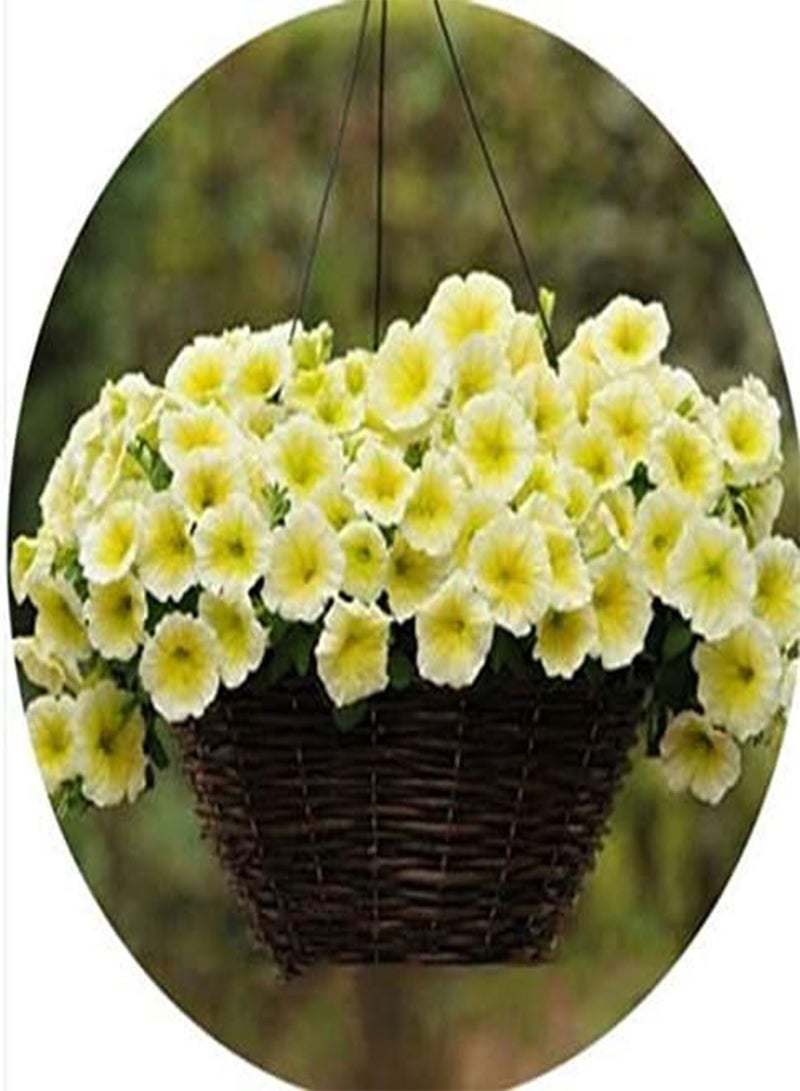 GGOOT 100 Pieces Hanging Petunia Flower Seeds Flower Sea Bonsai Petunia Seeds Garden Plants Flowers Perennial Winterhardy Shine Your Garden - Image 2