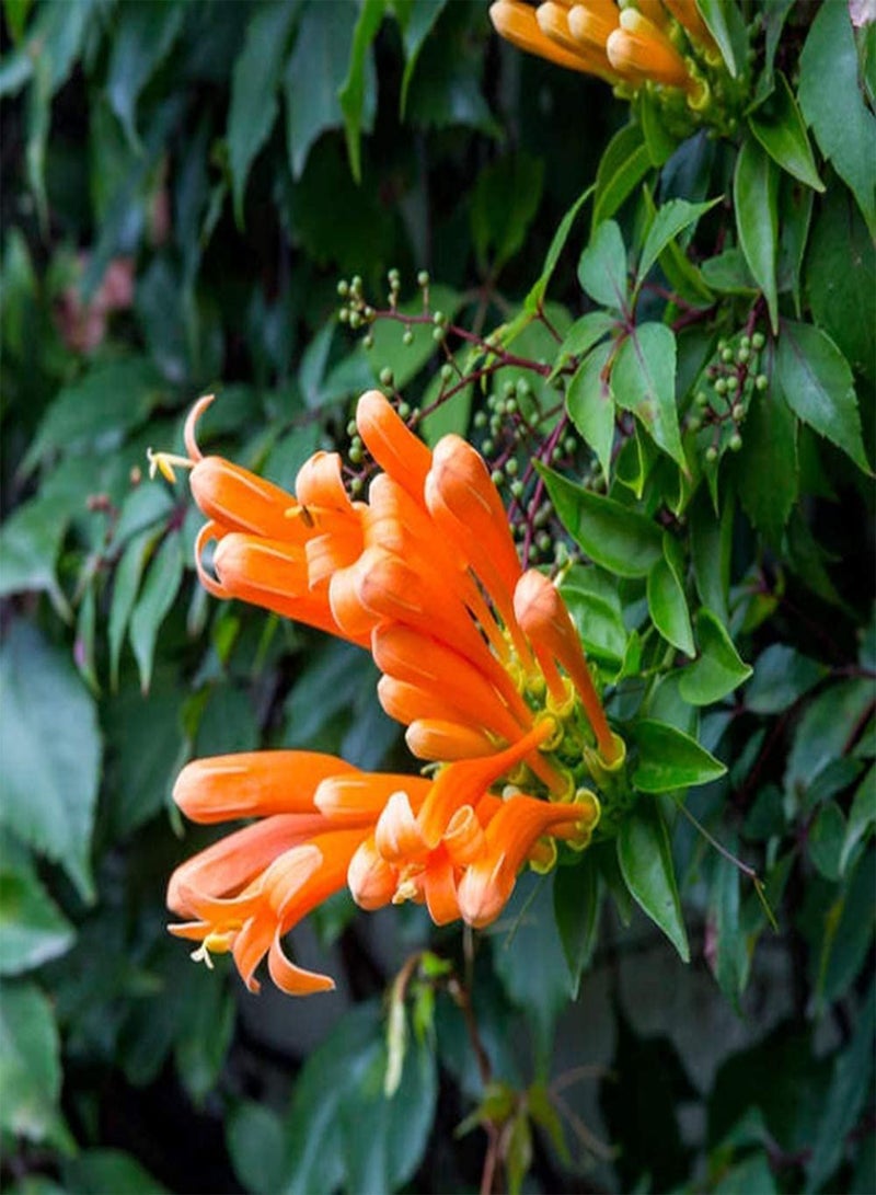 GGOOT 50pcs Honeysuckle Seeds Has Ornamental Value Low Cost Easy to Maintain Bring A Sense of Accomplishment Become Your Home Garden Great Decoration Entry-Level Variety - Image 3