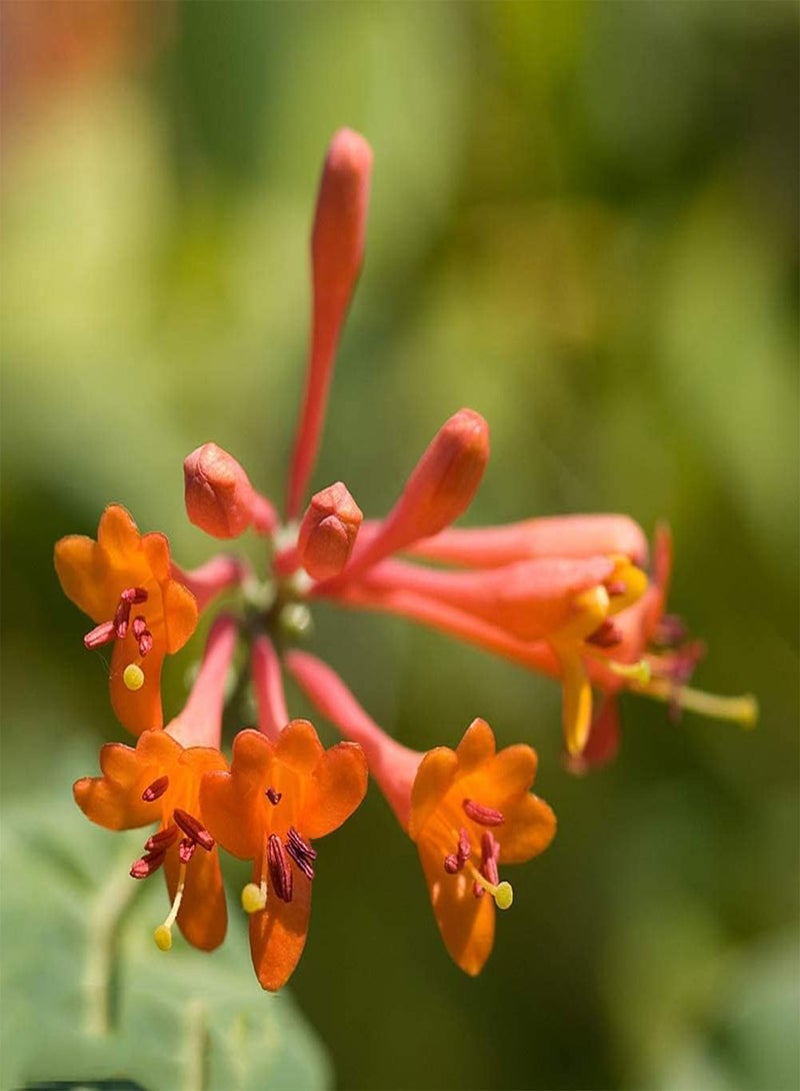 GGOOT 50pcs Honeysuckle Seeds Has Ornamental Value Low Cost Easy to Maintain Bring A Sense of Accomplishment Become Your Home Garden Great Decoration Entry-Level Variety - Image 2