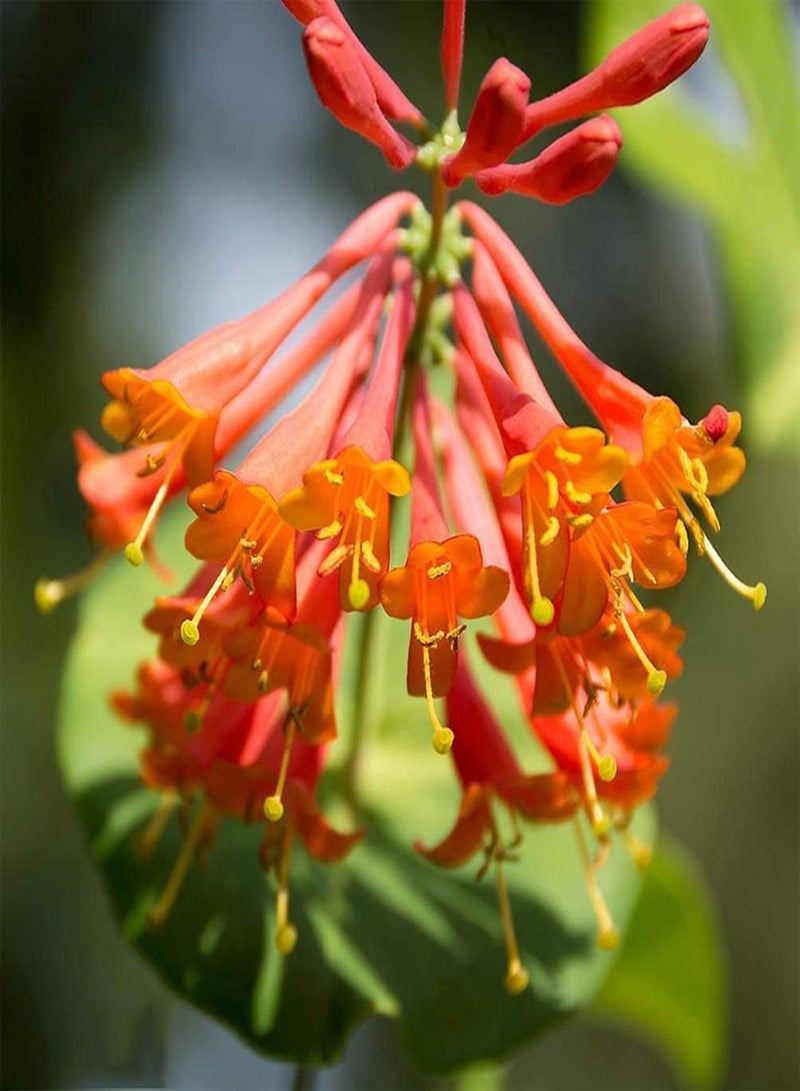 GGOOT 50pcs Honeysuckle Seeds Has Ornamental Value Low Cost Easy to Maintain Bring A Sense of Accomplishment Become Your Home Garden Great Decoration Entry-Level Variety - Image 1