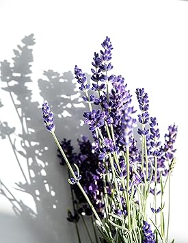 KORRES Korres Relaxing Lavender Overnight Body Milk Soothing Body Moistureser 200 ml - Image 5