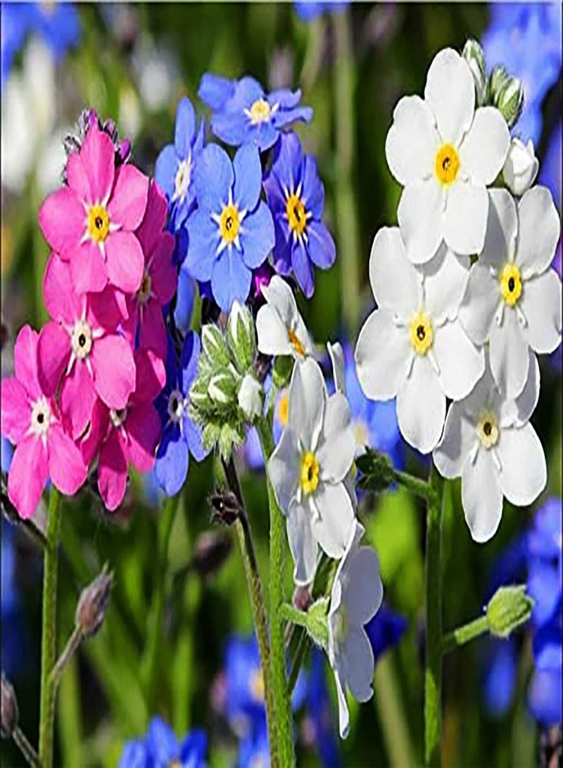 جي جوت 50 قطعة من الألوان الجميلة ذات الألوان الزاهية ذات الألوان الزاهية في الهواء الطلق حديقة Pflanzen verströmt einen bezaubernden Duft zieht Bienen Schmetterlinge an - Image 1