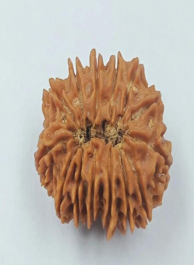 IRIS GEMS 14 Face Rudraksha Original Certified Natural Nepal 14 Mukhi Rudraksha Oval Shape चौदह मुखी रुद्राक्ष With Pendant Or Laal Dhaga AAA Gared Chuda Mukhi Rudraksha Energized Fourteen Mukhi Rudraksha Brown Bead Nepal 14 Mukhi Rudraksha For Men & Women By IRIS GEMS - Image 2