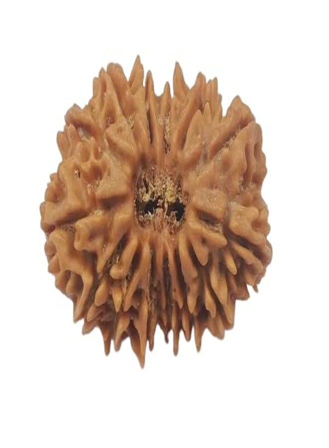 IRIS GEMS 14 Face Rudraksha Original Certified Natural Nepal 14 Mukhi Rudraksha Oval Shape चौदह मुखी रुद्राक्ष With Pendant Or Laal Dhaga AAA Gared Chuda Mukhi Rudraksha Energized Fourteen Mukhi Rudraksha Brown Bead Nepal 14 Mukhi Rudraksha For Men & Women By IRIS GEMS - Image 1