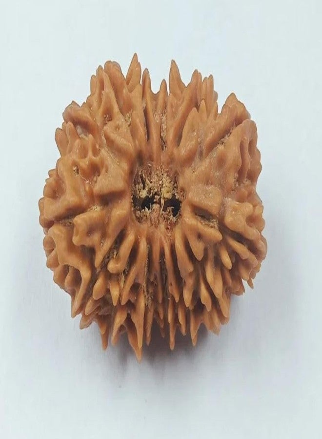 IRIS GEMS 14 Face Rudraksha Original Certified Natural Nepal 14 Mukhi Rudraksha Oval Shape चौदह मुखी रुद्राक्ष With Pendant Or Laal Dhaga AAA Gared Chuda Mukhi Rudraksha Energized Fourteen Mukhi Rudraksha Brown Bead Nepal 14 Mukhi Rudraksha For Men & Women By IRIS GEMS - Image 4