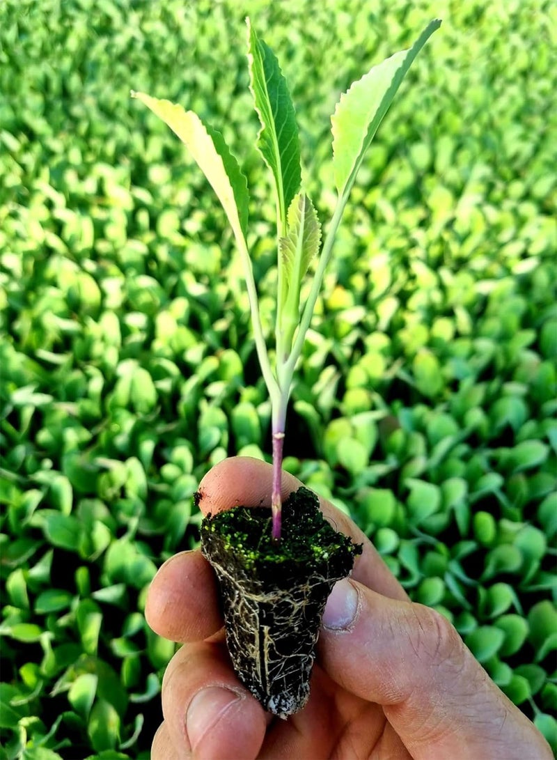 جي جوت نباتات القرنبيط الخضراء "ازرع بنفسك" خضراوات "جاهزة للزراعة الآن" نباتات خضراوات صغيرة (6، خضراء) - Image 1