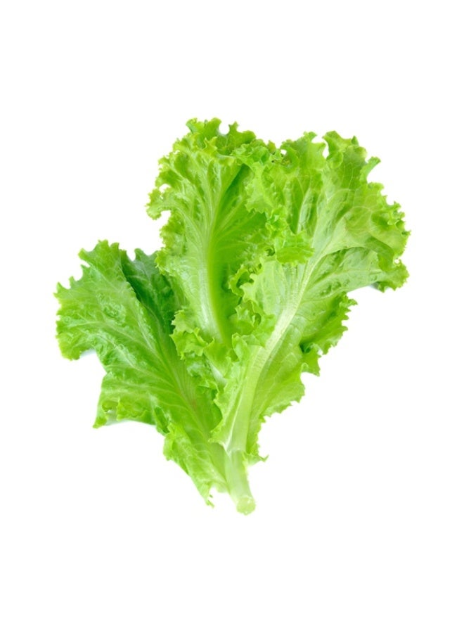Baby Iceberg Lettuce , 125g, UAE