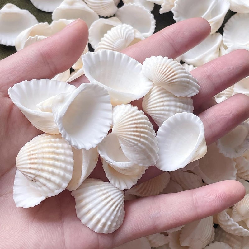 Wanwanzi 140Pcs Tiny Sea Shells - 0.8-1.2 inches Natural Small White Clam Shells for Crafts Bulk for Home Decor, Beach Theme Party, Fish Tank Vase Filler, Bracelet Making - Image 2