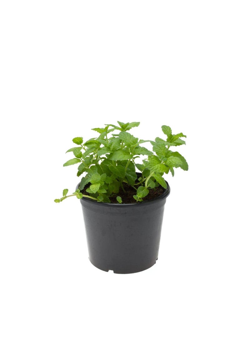 Mint Plant or Mentha 15-20 CM | Fresh Aromatic Herb Plants - pzsku/ZD70A7D54256AE18F8D3DZ/45/_/1695035799/2f906d4d-377f-46f5-a543-03f2ee3c45b8