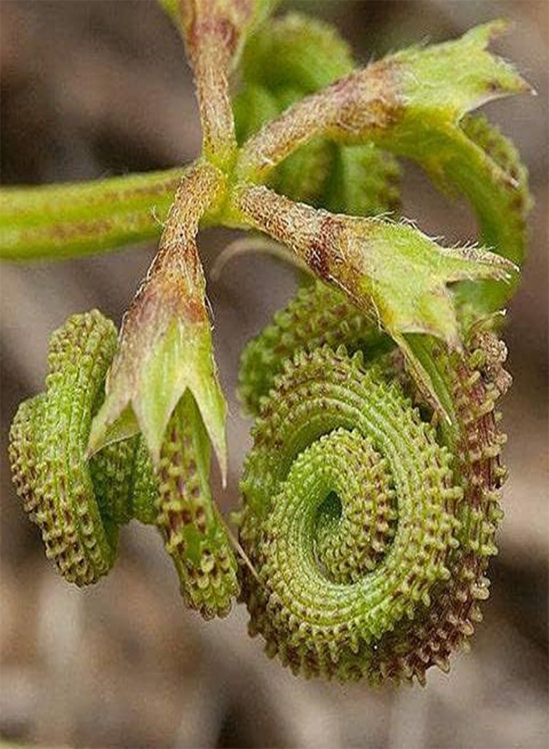 GGOOT 25pcs Prickly Caterpillar Plant Seeds